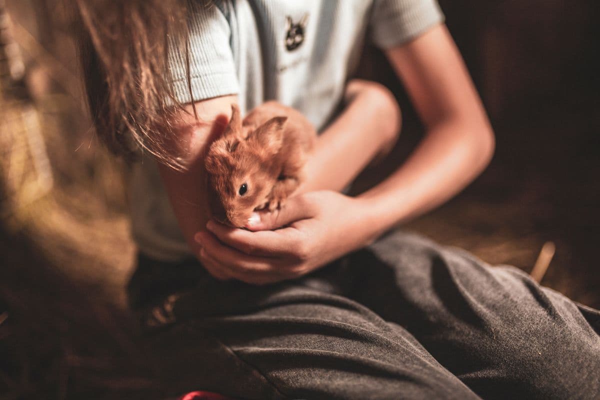A child gently cradling a small brown pet rabbit in cupped hands