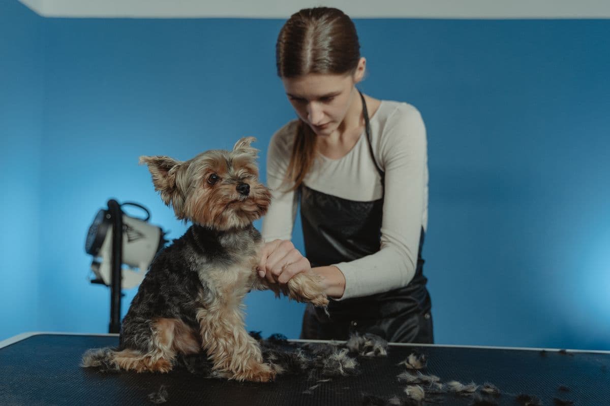 A groomer carefully trimming the coat of a small Yorkshire terrier on a grooming table