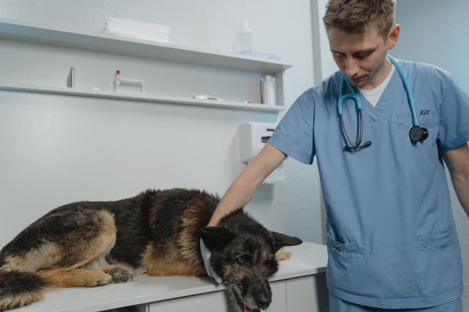 A veterinarian in blue scrubs gently caring for a calm German Shepherd on the clinic exam table