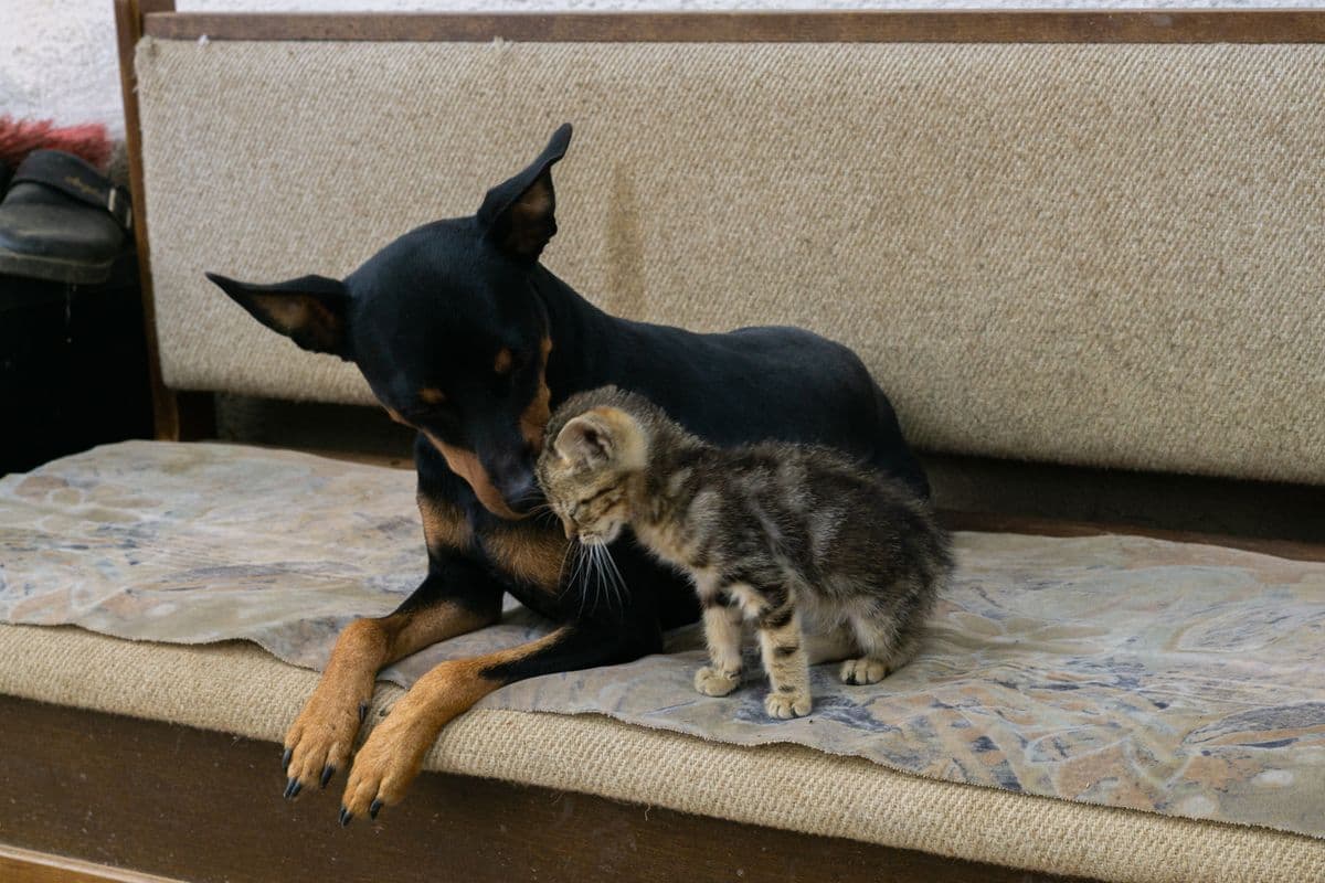 A young dog and a small tabby kitten nuzzling close together on a bench