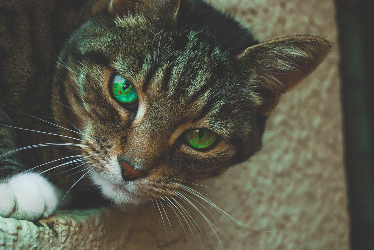 Close-up of a brown tabby cat with bright green eyes