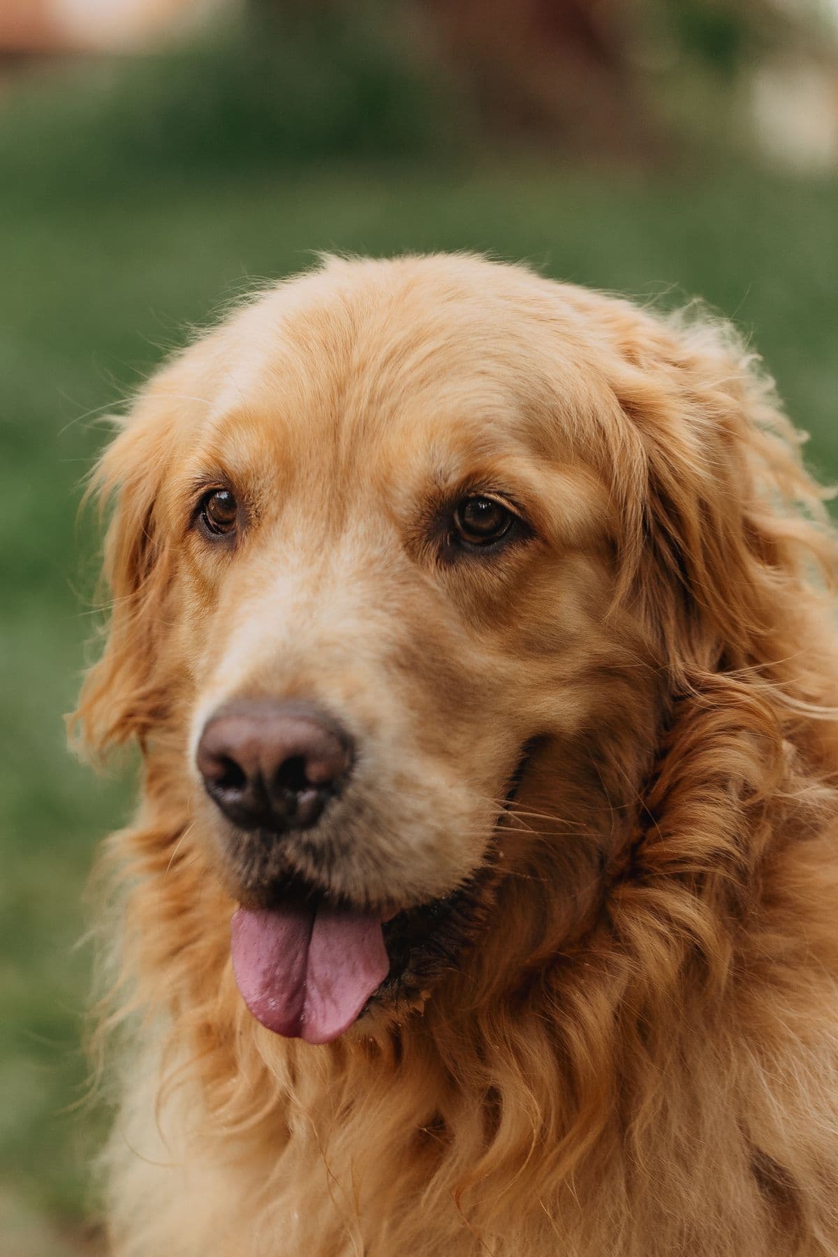 A happy golden retriever outdoors with its tongue out